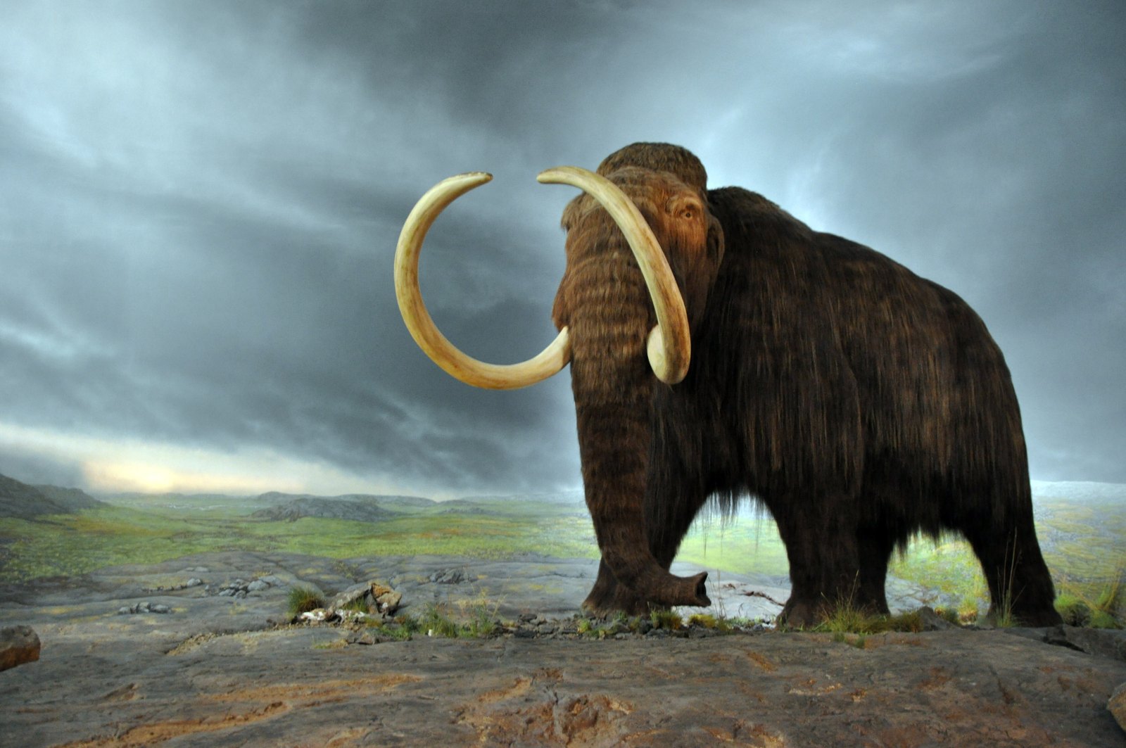 A woolly mammoth reconstruction standing side-on on open tundra beneath a heavy grey sky