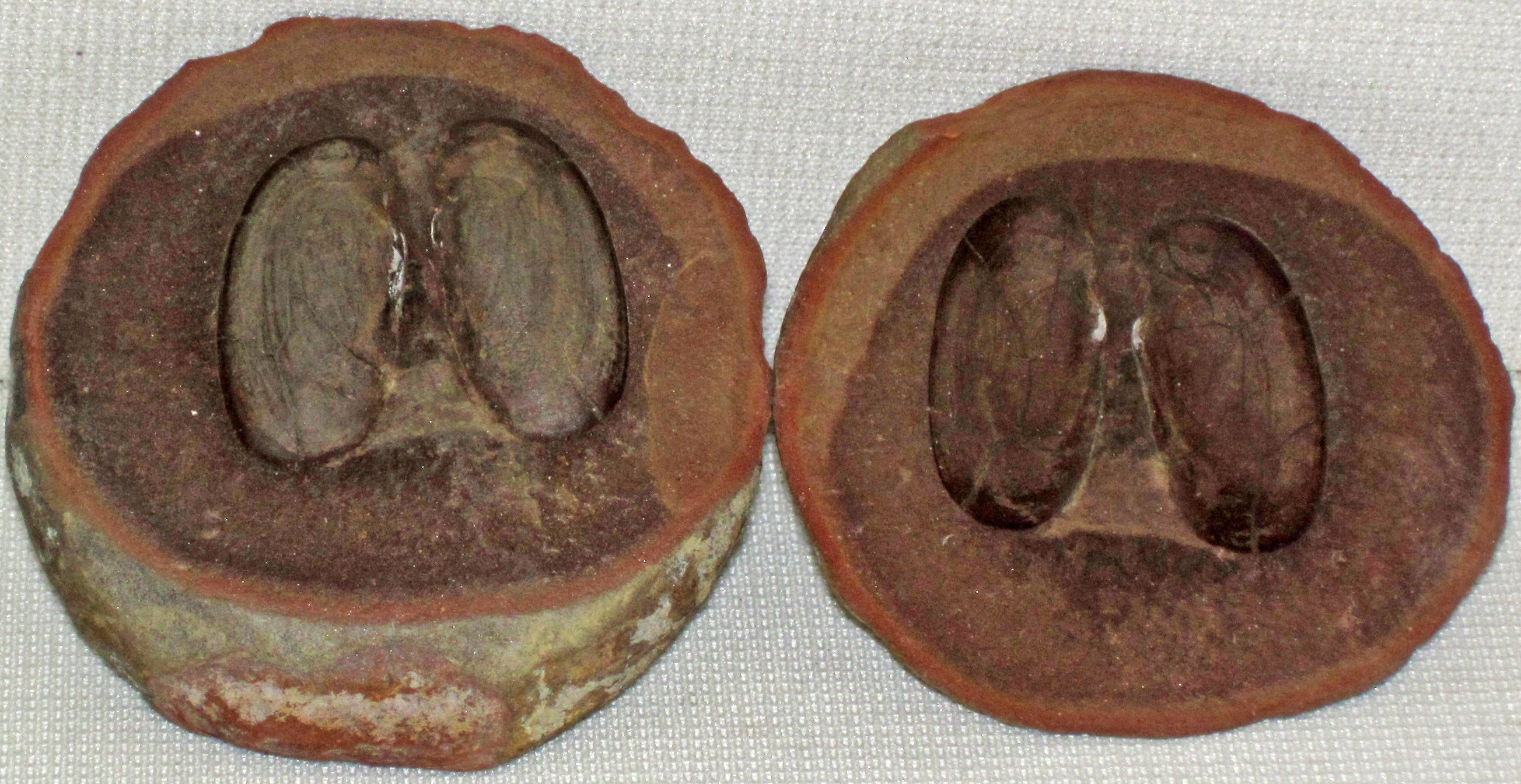 Two halves of a split stone nodule side by side against a white background, each carrying the impression of a fossil shell