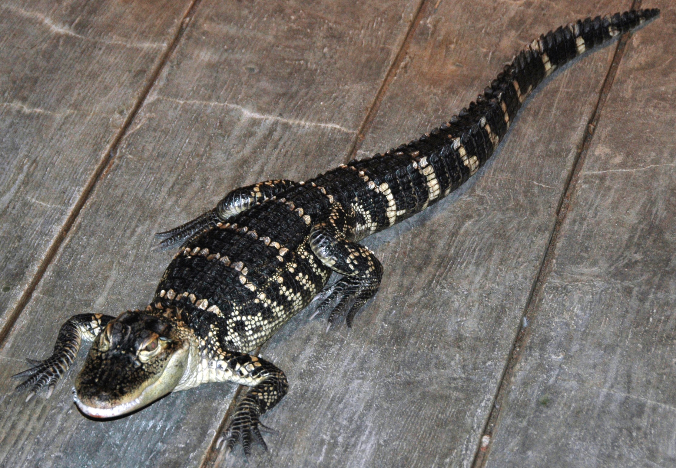 A young American alligator seen from directly above, lying on weathered grey planking, dark with pale cream bands across its back and tail