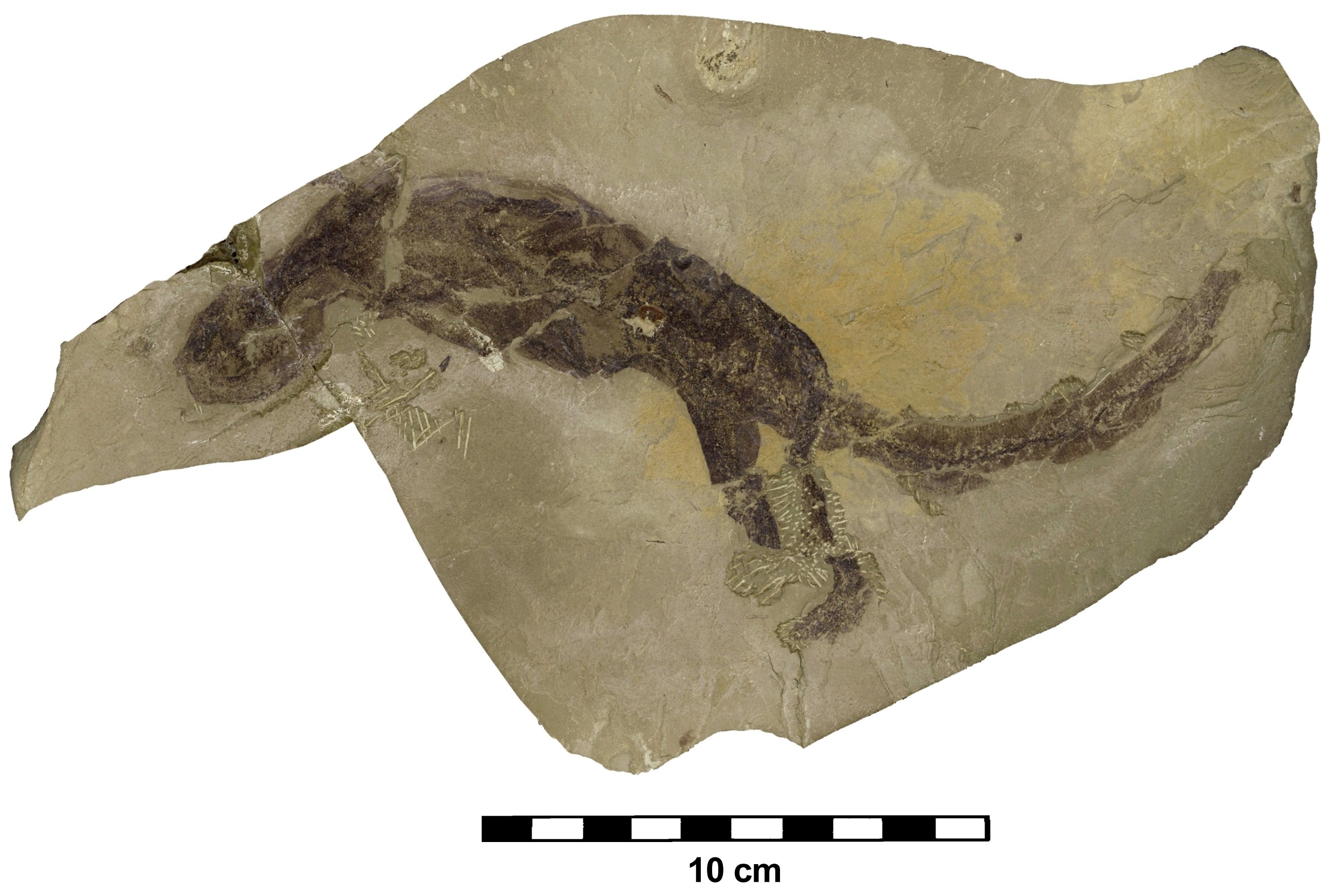 A complete articulated fossil lizard preserved on a limestone slab, Green River Formation