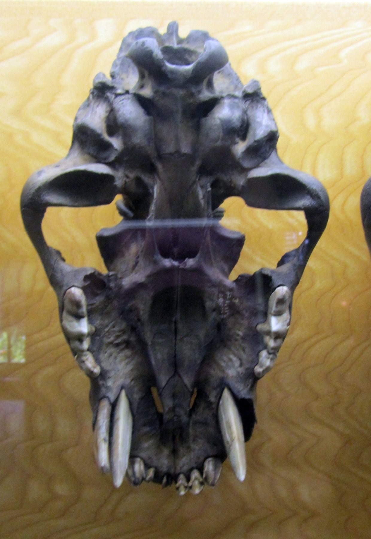 A dark skull photographed from underneath against a yellow wood-grain background, snout at the bottom. Near the snout are three long, pale teeth, two side by side on the left and one on the right, and each looks like a narrow sliver rather than a round cone.
