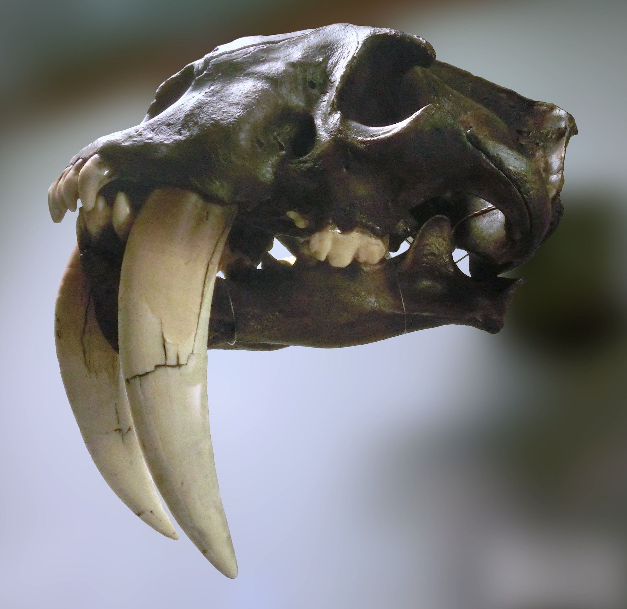 A dark cast of a Smilodon skull seen at an angle against a blurred grey background, with two long, curved, cream-coloured sabres reaching well below the lower jaw.