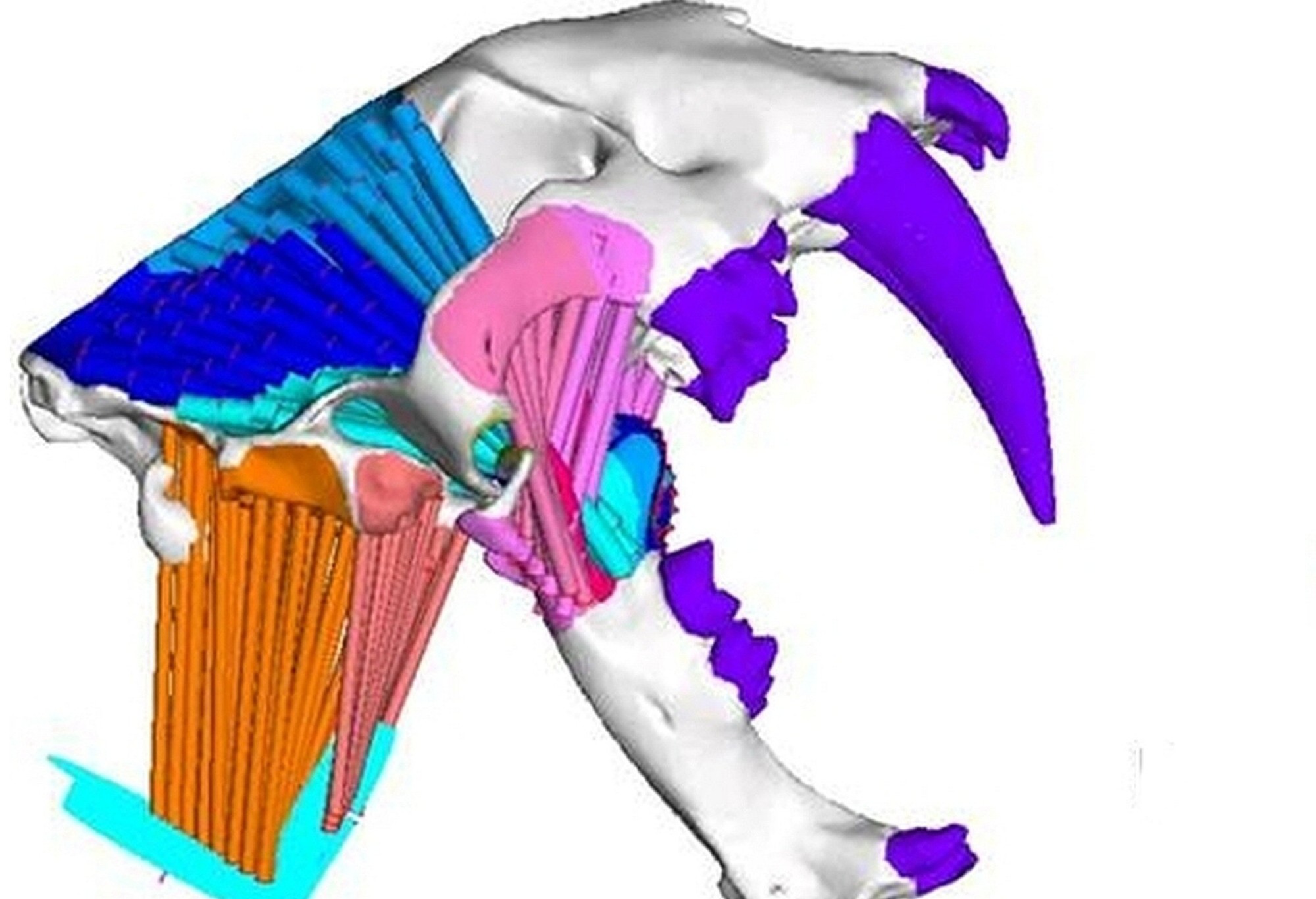 A white 3D computer model of a Smilodon skull facing right, its teeth coloured purple and its jaw opened very wide. Coloured bundles of rods stand for muscles: a blue fan over the back of the skull, pink bundles running down to the lower jaw, and long orange and salmon bundles hanging below the back of the skull.