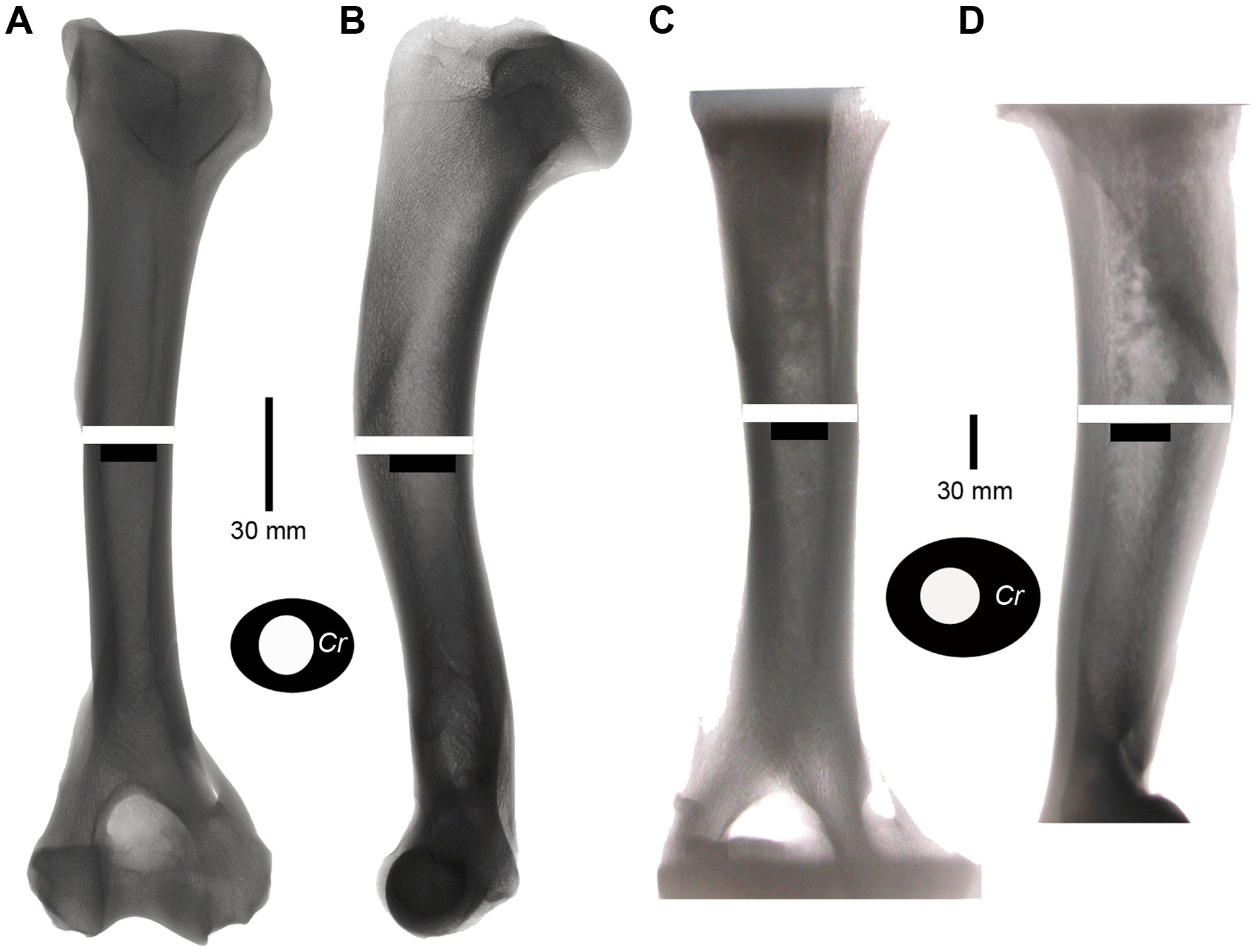 Four grey X-ray images of long bones side by side on white, labelled A to D. White and black bars mark the width of each bone and of its hollow centre, and two black rings with white centres show the bone walls in cross-section.