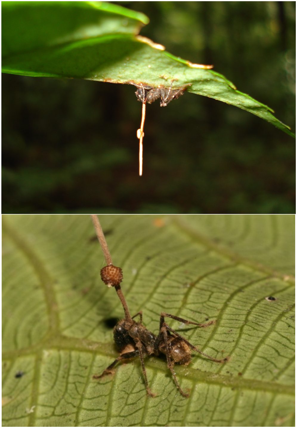 Una hormiga carpintera actual muerta por el hongo Ophiocordyceps, con un tallo saliendo de su cabeza
